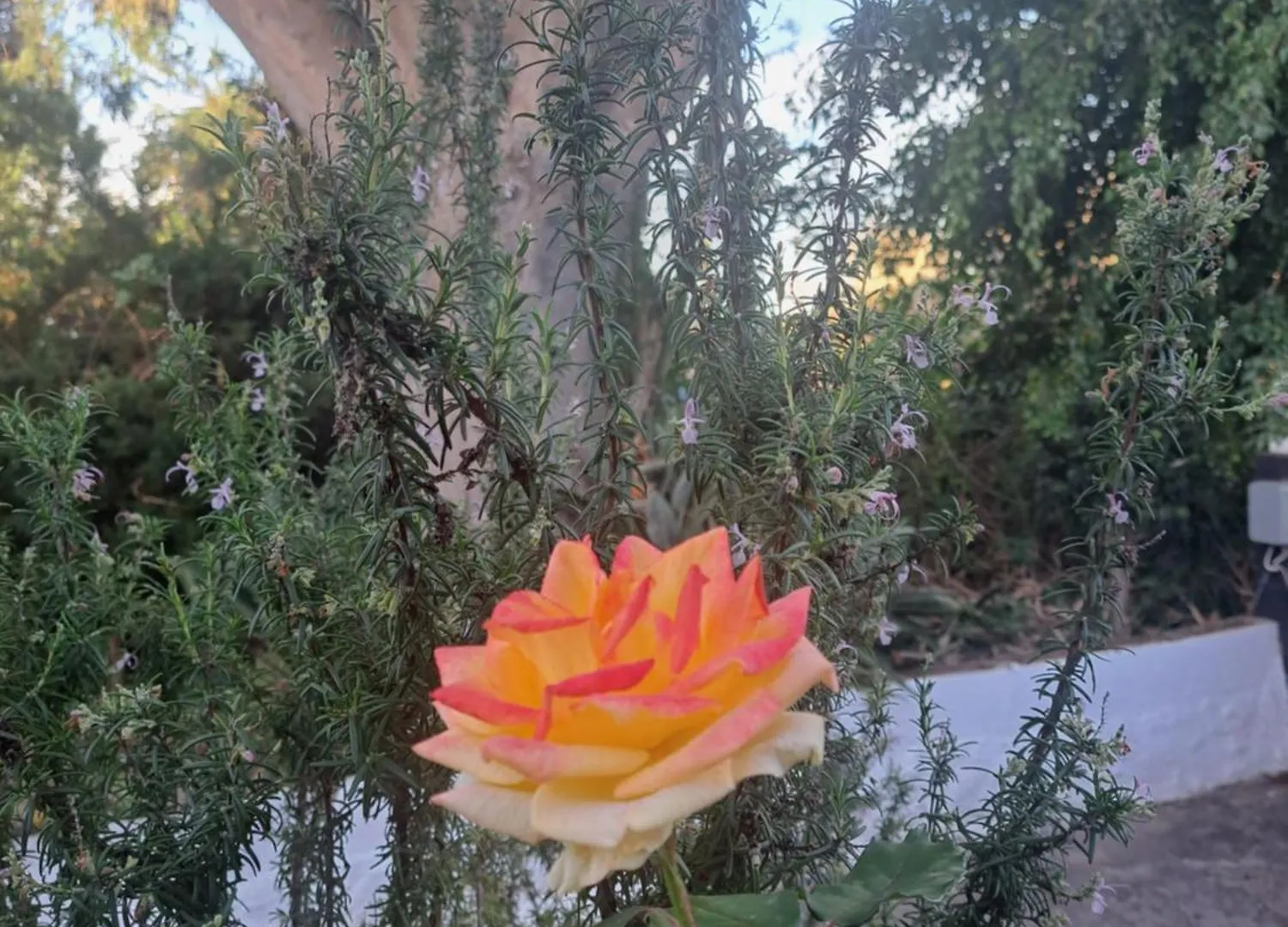 Finca Mamposo Tacoronte